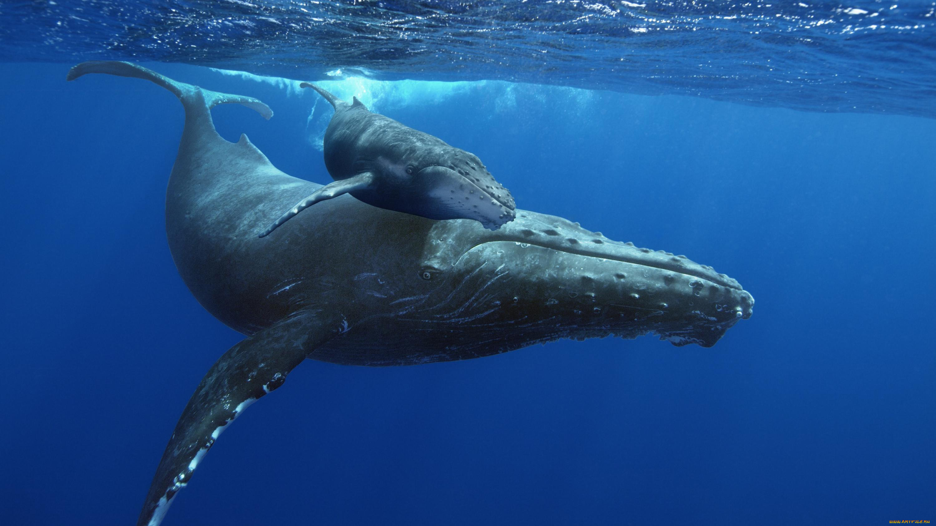 Синий кит с китенком